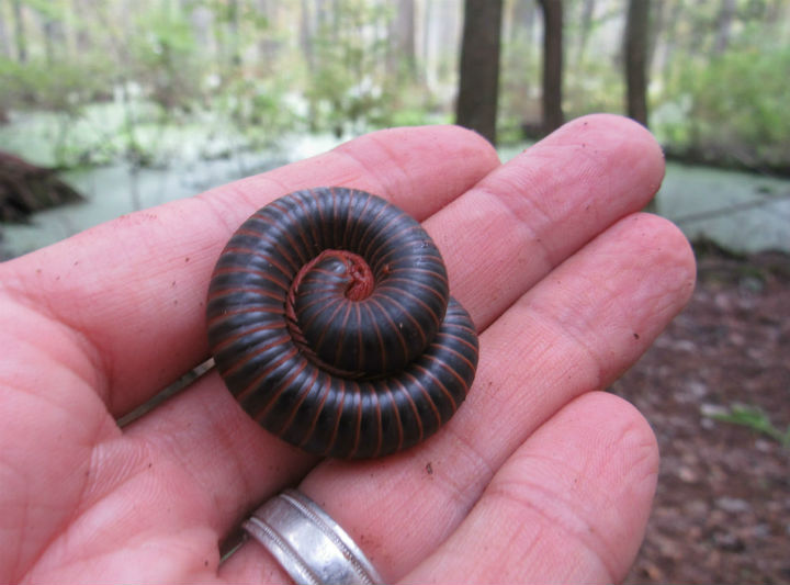 American Giant Millipede